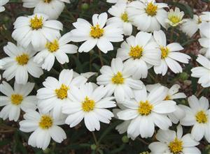 blackfoot daisy 